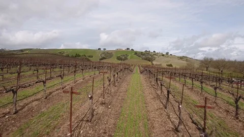 Amazing Vineyard postcard Video stock 127938743