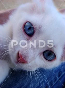 Amazing white cat with blue eyes macro portrait background wallpaper fine pri Stock Photos