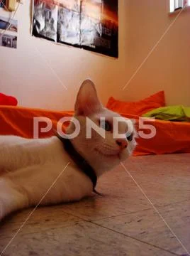 Amazing white cat with blue eyes macro portrait background wallpaper fine pri Stock Photos