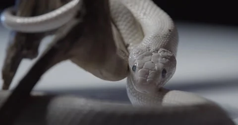 Amazing white corn snake is crawling on a tree branch, studio footage, 4k Stock Footage 158297066