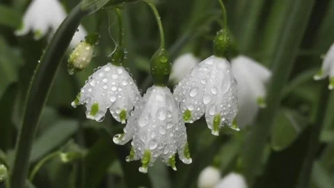 Amazing white flowers 库存影片 242380685