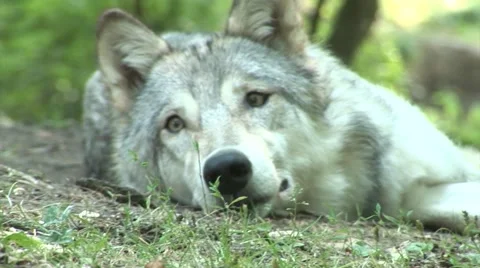 Amazing white wolve lying in the soil, wild animal. Stock Footage