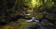 Amazing Wild Nature Landscape. Mountain River Stream Flows Through Jungle Stock Footage