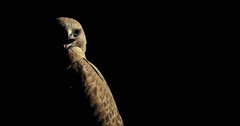 Amazing wild predatory bird, hawk with an open beak is looking around, 4k Stock Footage 135647742