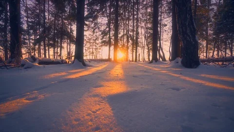 Amazing winter forest park surrounded by clean white snow fluffy snowflakes at Stock Footage 101464216
