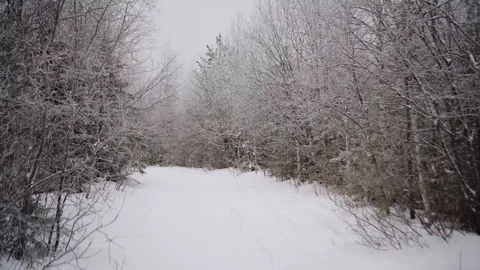 Amazing winter forest with trees covered by snow. Walking in the woods in winter Video stock 129546947