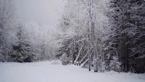 Amazing winter forest with trees covered by snow. Walking in the woods in winter Stock Footage 129546950