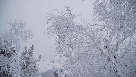 Amazing winter forest with trees covered by snow. Walking in the woods in winter Stock Footage 129546959