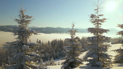 Amazing winter landscape with pine trees of snow covered forest in cold foggy Stock Footage 164183217