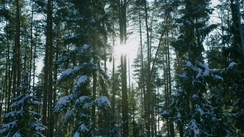 Amazing winter landscape. The sun's rays break through the trees in the Stock Footage 149042567