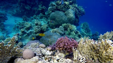 The amazing world of a coral reef. Beautiful coral flowers and tropical fish. Stock Footage 91135053