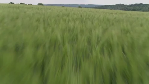 Amazingly beautiful endless fields of green grass go far to the horizon. Fresh Video stock 138837859