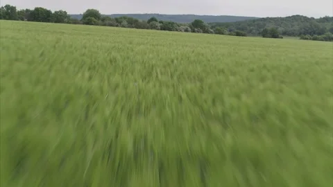 Amazingly beautiful endless fields of green grass go far to the horizon. Fresh Stock Footage 138837982