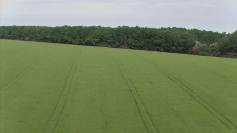 Amazingly beautiful endless fields of green grass go far to the horizon. Fresh Video stock 138838094