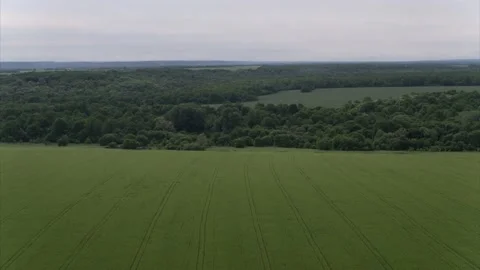 Amazingly beautiful endless fields of green grass go far to the horizon. Fresh Video stock 138838251