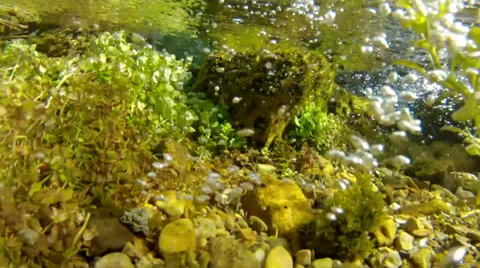 Amazingly clear stream and vegetation underwater shot Stock Footage 30348014