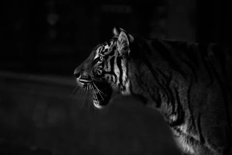 Amazment Tiger Stock Photos