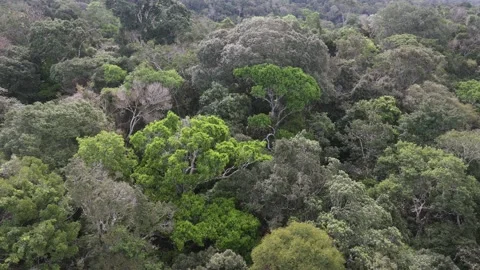 The Amazon from above Stock Footage 279191099