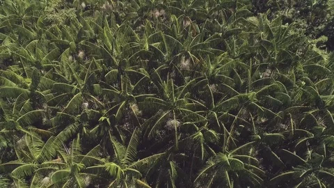 Amazon açai palm trees Stock Footage 113467166