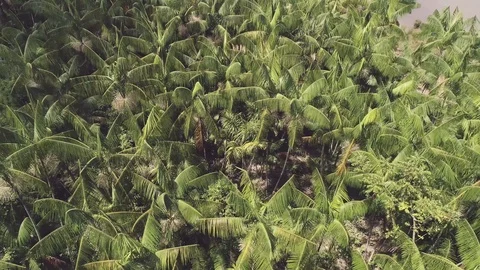 Amazon açai palm trees Stock Footage 113467183