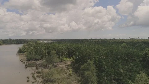 Amazon açai palm trees Stock Footage 113467211