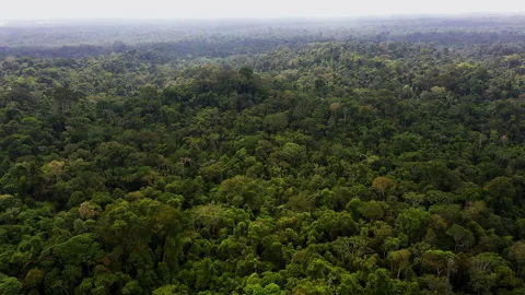 Amazon - Aerial Stock Footage 247809249