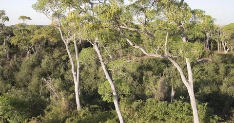 Amazon aerial move up through jungle trees to reveal amazon river Video stock 114197786
