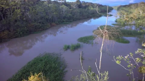 Amazon aerial pan around tree Stock Footage 49565758