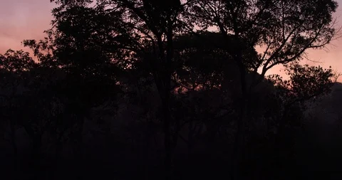 Amazon aerial rise up through tree to reveal misty rainforest at sunset Video stock 114245462