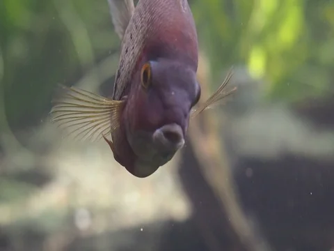 Amazon aquarium fish macro Stock Footage