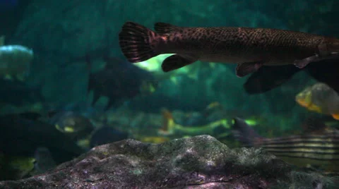 Amazon aquarium Stock Footage 35842868