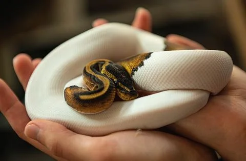 Amazon Ball Python Curled up in Hands of Owner Stockfoto's