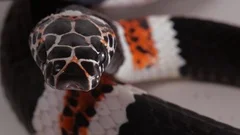 https://images.pond5.com/amazon-banded-snake-rhinobothryum-lentiginosum-footage-093611268_iconm.jpeg
