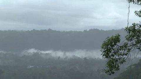 Amazon Basin Forest Stock-Footage 74384943