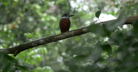 Amazon bird in rain Stock Footage 49565946