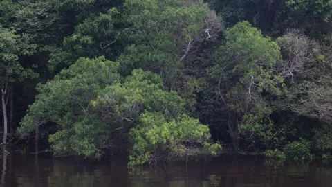 The Amazon - on a boat, moving slowly Stock Footage 279191451