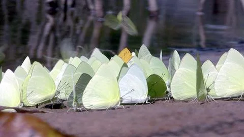 Amazon Butterflies Stock Photos