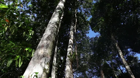 Amazon-Canopy-Brazil Stockbeeldmateriaal 30588577