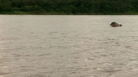 Amazon Dolphin Video stock 10900762