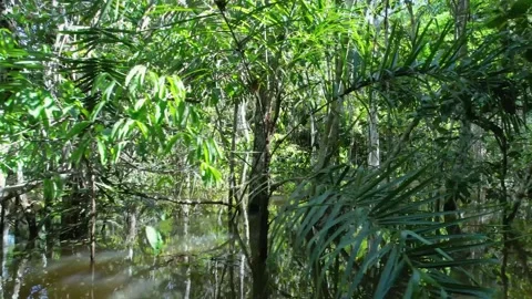 Amazon Ecosystem at Amazon Rainforest. M... | Stock Video | Pond5