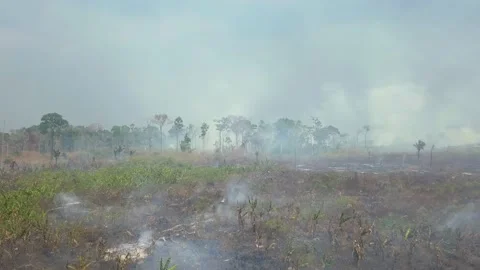 Amazon Fire Deforestation In Amazonia -  Smoke Drone 2020 Brazil - Pack Imagens Stock Footage 145424455