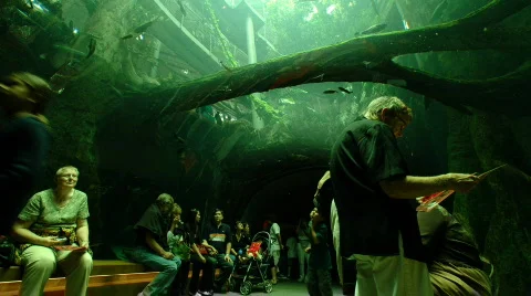 Amazon Flooded Rainforest Stock Footage 324966