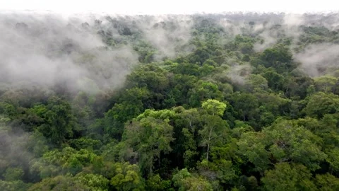 Amazon Floodplain Forests en Peru Stock Footage 309053229
