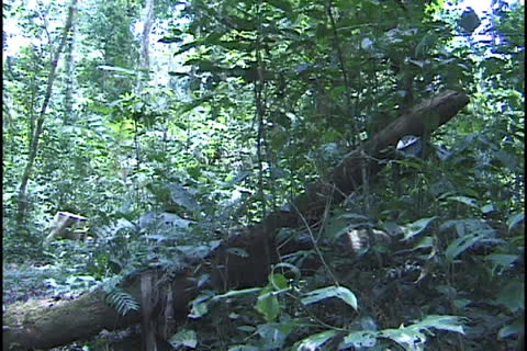 Amazon forest Acre Brazil Stock Footage 24236173
