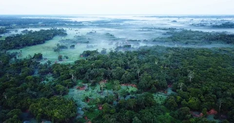 Amazon Forest Aerial Ascent Stock Footage 97368694