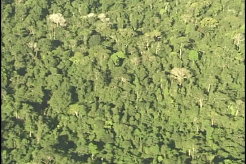 Amazon forest aerial Stock Footage 24234788