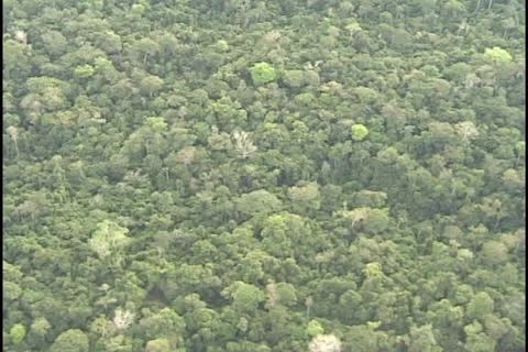 Amazon forest aerial Stock Footage 24234887