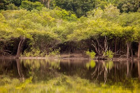 Amazon forest and trees reflection on Amazon river Stock Photos