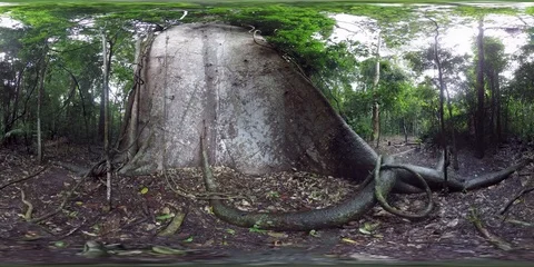 Amazon Forest Big Tree Brazil 360 VR Stock Footage 93799619