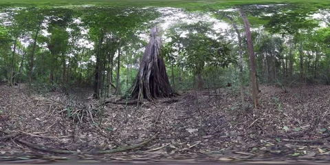 Amazon Forest Big Tree Brazil 360 VR Stock Footage 93799765